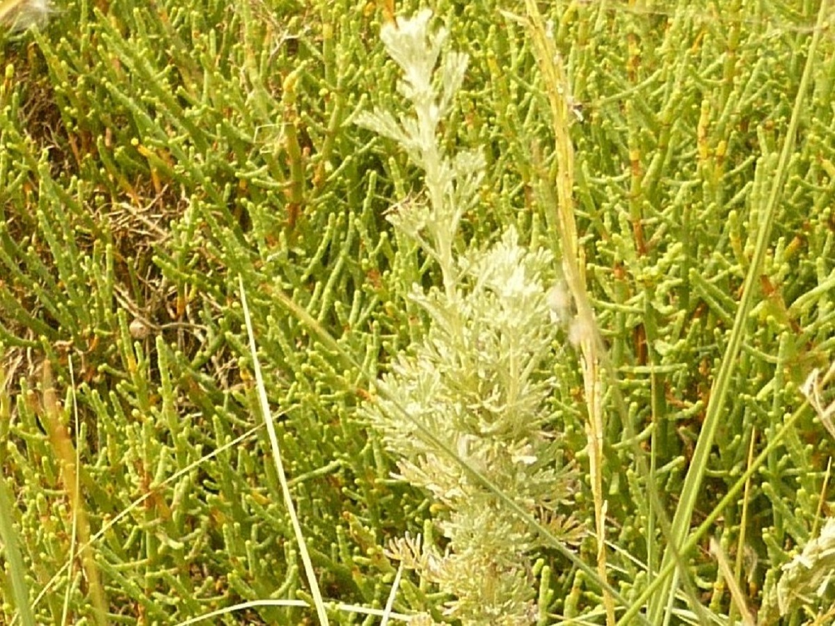 Artemisia maritima subsp. maritima (Asteraceae)